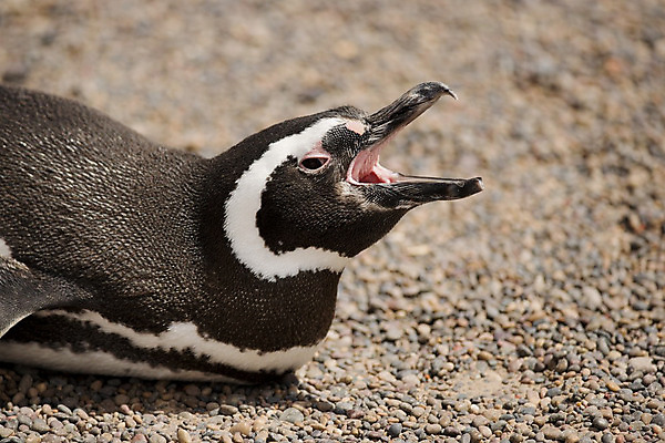 포토 JPG 해외이미지 동물 야생동물 자연 조류 흑백 서기 사람없음 펭귄 아르헨티나 동물상 해외202004 해외포토 모션 촬영기법 조형물 남아메리카 생태계 파일형식 이미지허브