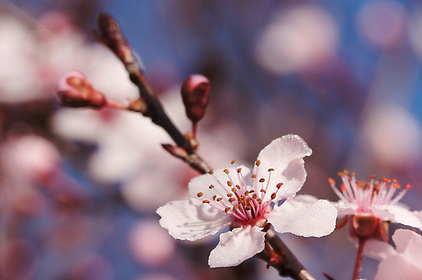 포토 JPG 해외이미지 나무 식물 계절 꽃잎 꽃 문화 줄기 분홍색 잎 과일 자연 사람없음 보라색 봄 성장 벚꽃 나뭇가지 시간 개화 체리 뉴스 닫기 묘사 시작 원예 자두 꽃수술 해외202004 해외포토 컬러 모션 취미 생태계 파일형식 이미지허브