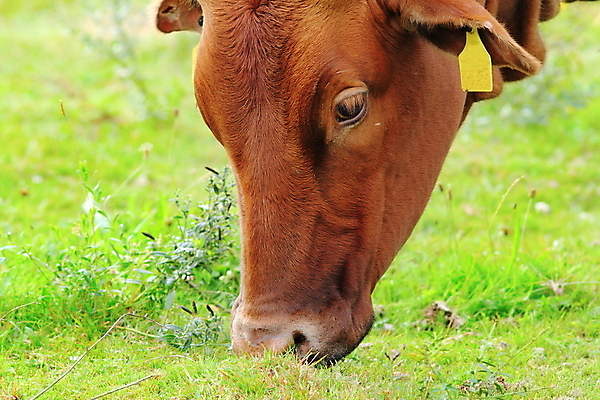 포토 JPG 해외이미지 동물 밭 농업 오렌지 포유류 자연 육류 사람없음 야외 초록색 농장 농경지 갈색 머리 가축 힘 회색 소고기 시골 소 군중 방목 인도인 황소 코 내추럴 기르기 밭일 찰과상 해외202004 해외포토 외국인 산업 컬러 과일 식재료 사람 동양인 신체부위 축산업 상처 생태계 돌봄 파일형식 이미지허브