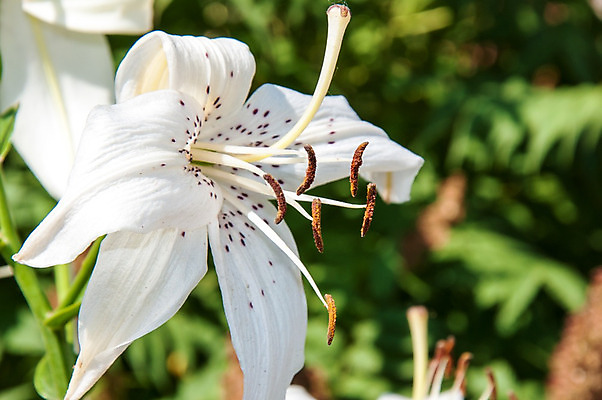 포토 JPG 해외이미지 식물 디자인 꽃잎 꽃 분홍색 꽃다발 백그라운드 잎 꽃무늬 자연 선물 미술 사람없음 장식 빨간색 벚꽃 흰색 내추럴 해외202004 해외포토 컬러 무늬 문화예술 생태계 파일형식 이미지허브