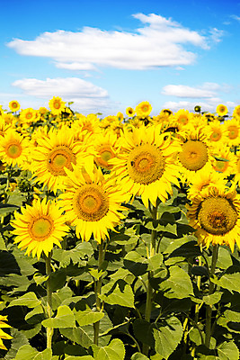 포토 JPG 해외이미지 식물 계절 꽃잎 꽃 문화 지구 백그라운드 잎 꽃무늬 밭 농업 오렌지 자연 하늘 해바라기 풍경 사람없음 야외 초록색 여름 파란색 농작물 컬러풀 태양 농장 노란색 맑음 봄 활발 성장 벚꽃 시골 원형 개화 장면 흐림 내추럴 밭일 해외202004 해외포토 자연요소 도형 산업 컬러 컨셉 무늬 과일 날씨 생태계 파일형식 이미지허브