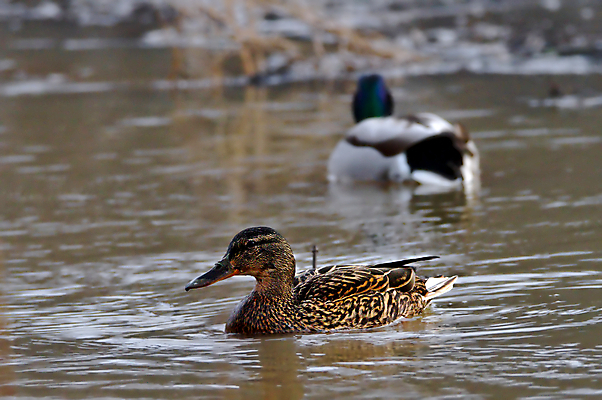포토 JPG 해외이미지 동물 커플 공원 여자 남자 유럽 호수 야생동물 바다 백그라운드 날개 자연 조류 표면 아침 오리 사람없음 야외 물 여름 파란색 강 반사 갈색 수영 봄 연못 도시 둥지 저녁 깃털 부리 날카로움 물새 청둥오리 내추럴 무료 수유 해외202004 해외포토 주간 자연요소 계절 공공시설 나라 컬러 관계 사람 수상스포츠 야간 생태계 파일형식 이미지허브
