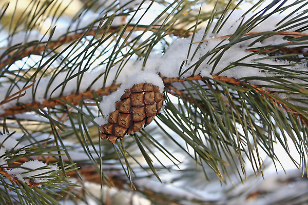 포토 JPG 해외이미지 나무 계절 백그라운드 크리스마스 겨울 자연 하늘 풍경 사람없음 야외 파란색 햇빛 냉동 얼음 침묵 추위 흰색 숲 시원함 12월 서리 장면 1월 해외202004 해외포토 자연요소 식물 기념일 컬러 태양 소리 날짜 생태계 파일형식 이미지허브