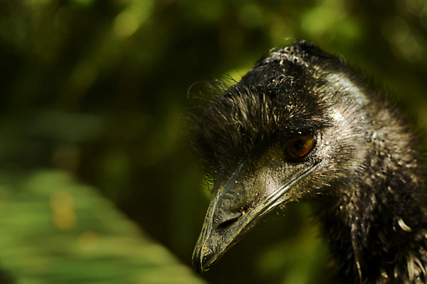 포토 JPG 해외이미지 동물 유럽 야생동물 자연 조류 북유럽 노르웨이 사람없음 야외 여름 스칸디나비아 해외202004 해외포토 계절 나라 생태계 파일형식 이미지허브