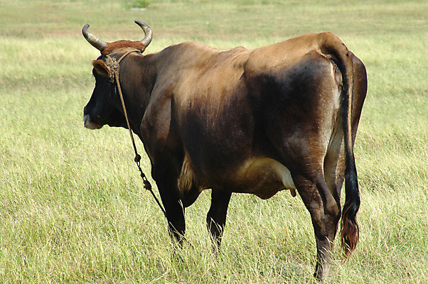포토 JPG 해외이미지 동물 밭 신체 포유류 생물 털 뿔 잔디 사람없음 초록색 농장 갈색 평화 가축 소 선탠 꼬리 해외202004 해외포토 식물 컬러 컨셉 농업 파일형식 이미지허브