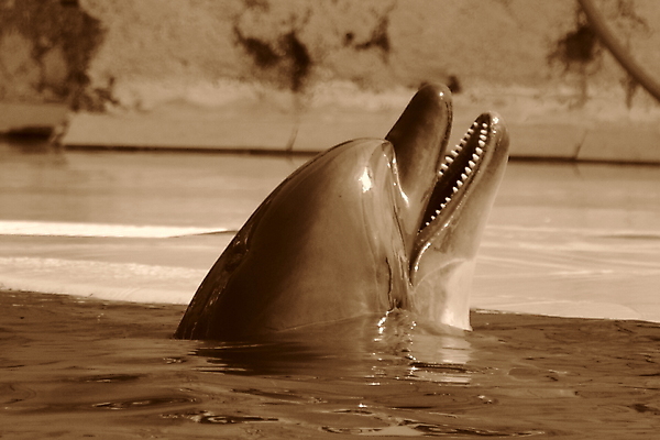포토 JPG 해외이미지 사람없음 돌고래 해외202004 해외포토 포유류 수중동물 파일형식 이미지허브