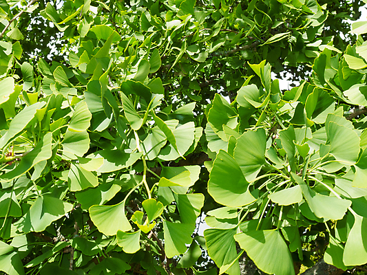 포토 JPG 해외이미지 나무 식물 백그라운드 잎 패턴 자연 건강 사람없음 야외 초록색 약 일본 중국 성장 나뭇가지 신선 약초 허브 묘사 질감 보케 내추럴 보충 치료제 해외202004 해외포토 아시아 컬러 무늬 의학 풀_식물 생태계 파일형식 이미지허브