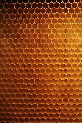 포토 JPG 해외이미지 식물 동물 꽃 음식 곤충 백그라운드 패턴 농업 자연 프레임 세포 건강 사람없음 약 환경 벚꽃 머리빗 황금 닫기 달콤 꿀벌 먹기 영화 유기농 바쁨 꽃가루 꿀 벌집 내추럴 밀랍 식민지 양봉 양봉장 해외202004 해외포토 웰빙 산업 무늬 의학 모션 문화예술 미용용품 맛 벌_곤충 가루 생태계 파일형식 이미지허브