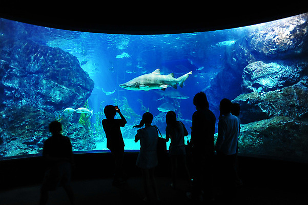 포토 JPG 해외이미지 동물 바다 여행 태국 자연 휴가 이집트 어류 사람 사람없음 물 컬러풀 여행객 수중 꿈 탐험 터널 산호 큼 다이빙 방콕 암초 소금물 식민지 이국적 해외202004 해외포토 자연요소 아시아 길 컬러 아프리카 수영 수중동물 자포동물 크기 생태계 수중스포츠 파일형식 이미지허브