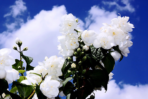 포토 JPG 해외이미지 식물 구름 디자인 계절 꽃잎 꽃 행복 줄기 꽃다발 백그라운드 잎 꽃무늬 자연 벽지 하늘 선물 사람없음 초록색 여름 빛 컬러풀 정원 젖음 성장 벚꽃 흰색 신선 개화 닫기 자르기 꽃집 데이지 꽃가루 거베라 엘리먼트 해외202004 해외포토 자연요소 감정 컬러 무늬 모션 상점 가루 생태계 파일형식 이미지허브