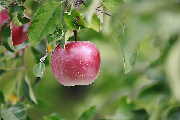포토 JPG 해외이미지 식물 음식 잎 농업 과일 자연 디저트 건강 사람없음 빨간색 초록색 정원 일본 주스 신선 달콤 사과 유기농 내추럴 채식주의자 해외202004 해외포토 웰빙 산업 아시아 음료 컬러 맛 생태계 채식 파일형식 이미지허브