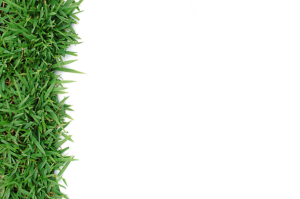 포토 JPG 해외이미지 식물 계절 공원 백그라운드 잎 패턴 밭 자연 추상 바닥 잔디 사람없음 야외 장식 가로 초록색 빛 농장 환경 정원 봄 활발 흰색 신선 땅 질감 내추럴 고립 해외202004 해외포토 공공시설 컬러 컨셉 무늬 농업 생태계 파일형식 이미지허브