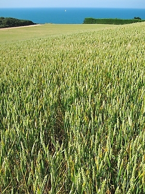 포토 JPG 해외이미지 계절 유럽 밭 농업 자연 풍경 사람없음 여름 농작물 농장 농경지 환경 프랑스 수확 시골 밀 밭일 목가 해외202004 해외포토 나라 산업 곡류 생태계 파일형식 이미지허브