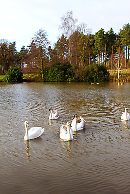 포토 JPG 해외이미지 나무 구름 영어 계절 공원 호수 벽 잎 밭 자연 아침 영국 잉글랜드 풍경 사람없음 야외 초록색 물 강 컬러풀 햇빛 농장 평화 정원 침묵 가을 바위 시골 숲 백조 장면 삼림지대 전국 컴브리아주 해외202004 해외포토 주간 자연요소 식물 문자 공공시설 유럽 컬러 컨셉 농업 조류 태양 소리 돌_바위 생태계 파일형식 이미지허브