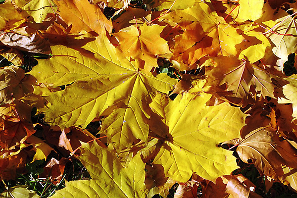 포토 JPG 해외이미지 나무 식물 계절 공원 백그라운드 단풍 잎 패턴 밭 오렌지 자연 따뜻함 잔디 사람없음 야외 장식 초록색 컬러풀 햇빛 노란색 환경 활발 덮개 가을 시골 변화 떨어짐 숲 11월 장면 10월 땅바닥 해외202004 해외포토 공공시설 컬러 컨셉 무늬 농업 과일 바닥 태양 뚜껑 날짜 생태계 파일형식 이미지허브