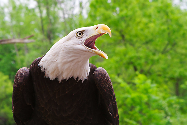 포토 JPG 해외이미지 주간 야생동물 사람없음 야외 옆모습 자신감 독수리 흰머리독수리 해외202004 해외포토 자연요소 동물 감정 뷰포인트 조류 파일형식 이미지허브