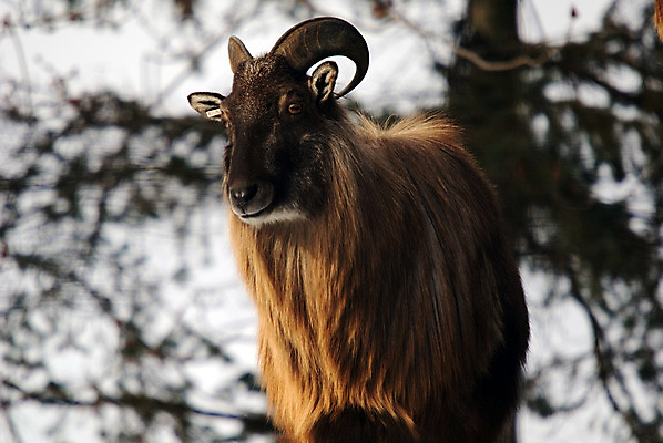 포토 JPG 해외이미지 동물 야생동물 포유류 염소 산 털 뿔 사람없음 히말라야 해외202004 해외포토 파일형식 산맥 이미지허브