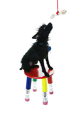 포토 JPG 해외이미지 동물 리본 크리스마스 의자 뼈 선물 앉기 사람없음 빨간색 초록색 파란색 반려동물 연필 노란색 꼬리표 검은색 올려보기 대접 최고 개 강아지 작음 스마트 흰배경 지우개 냄새 치와와 송곳니 기르기 유래 못생김 해외202004 해외포토 기념일 컬러 가구 백그라운드 컨셉 포유류 모션 학용품 필기구 라벨 흰색 치아 크기 돌봄 파일형식 이미지허브