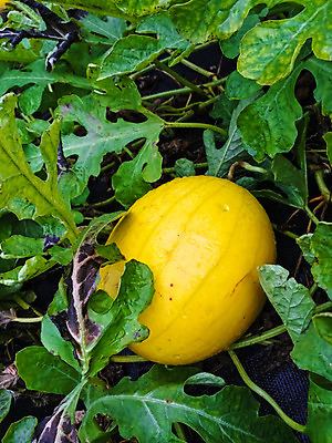 포토 JPG 해외이미지 식물 음식 잎 캐나다 농업 채소 과일 부분 자연 건강 사람없음 세로 초록색 여름 노란색 정원 성장 가을 달콤 멜론 유기농 원예 해외202004 해외포토 웰빙 계절 산업 컬러 북아메리카 취미 맛 생태계 파일형식 이미지허브