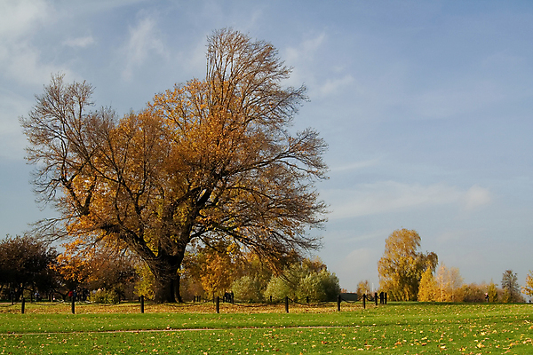 포토 JPG 해외이미지 나무 식물 계절 잎 밭 농업 자연 하늘 날씨 풍경 사람없음 야외 초록색 파란색 노란색 맑음 힘 가을 시골 분위기 장면 천국 땅바닥 바이탈 옛날 해외202004 해외포토 산업 컬러 컨셉 바닥 생태계 파일형식 이미지허브