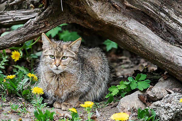 포토 JPG 해외이미지 동물 유럽 얼굴 야생동물 포유류 자연 수염 앉기 성인 사람없음 야외 고양이 줄무늬 가을 황무지 숲 사냥 육식동물 사냥꾼 얼룩무늬 멸종 스코틀랜드 해외202004 해외포토 직업 계절 나라 무늬 모션 영국 사람 신체부위 반려동물 생태계 파일형식 이미지허브