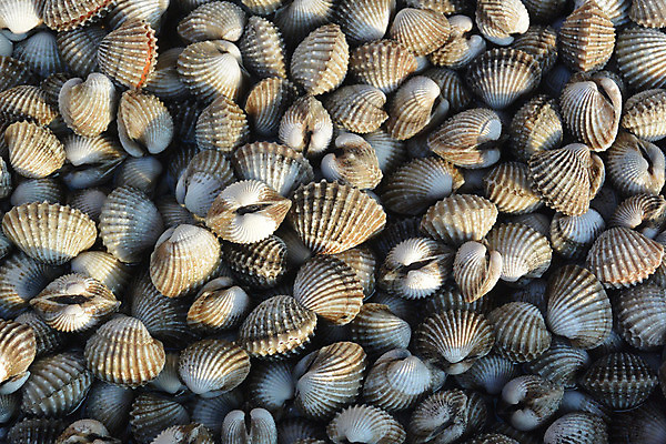 포토 JPG 해외이미지 동물 음식 바다 백그라운드 재료 자연 추상 조개 연체동물 건강 요리 동양인 사람없음 가로 빛 갈색 쌓기 식사 카펫 회색 껍질 조약돌 흰색 신선 서핑 그룹 시장 해산물 묘사 유기농 날것 내추럴 고립 해외202004 해외포토 웰빙 컬러 무늬 모션 어패류 무척추동물 인종 돌_바위 수상스포츠 생태계 파일형식 이미지허브