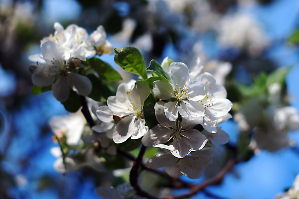 포토 JPG 해외이미지 나무 식물 계절 공원 꽃잎 꽃 백그라운드 잎 꽃무늬 자연 하늘 새로움 사람없음 야외 초록색 파란색 빛 정원 맑음 봄 성장 벚꽃 흰색 나뭇가지 신선 개화 사과 과수원 4월 묘사 원예 부드러움 내추럴 꽃수술 블러 해외202004 해외포토 공공시설 컬러 컨셉 무늬 농업 과일 날씨 취미 감각 날짜 생태계 파일형식 이미지허브