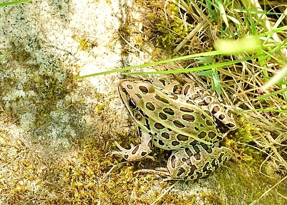 포토 JPG 해외이미지 동물 야생동물 파충류 자연 생물 개구리 양서류 사람없음 생물학 내추럴 해외202004 해외포토 교육 생태계 파일형식 이미지허브