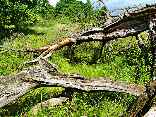 포토 JPG 해외이미지 나무 잎 자연 날씨 이끼 풍경 사람없음 목재 여름 손상 가을 나뭇가지 시골 황무지 균열 숲 질감 러시아 폭풍 정맥 거짓말 삼림지대 썩음 옛날 허리케인 해외202004 해외포토 식물 계절 유럽 컨셉 재료 모션 자연재해 생태계 혈관 파일형식 이미지허브