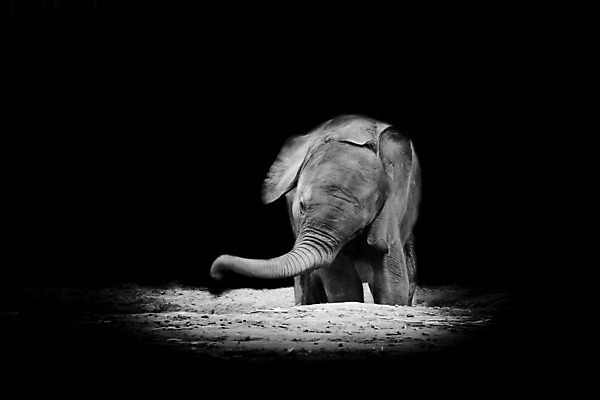 포토 JPG 해외이미지 동물 1 얼굴 야생동물 포유류 엄마 코끼리 흑백 안전 사람없음 머리 검은색 사진촬영 기댐 터치 흰색 아기 소 보호 작음 송아지 나미비아 돌봄 안락 해외202004 해외포토 새끼 컬러 컨셉 가족 모션 촬영기법 사람 신체부위 촬영 크기 남아프리카 파일형식 이미지허브