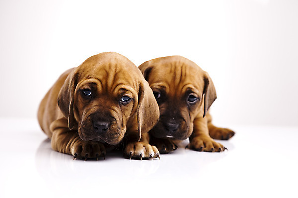 포토 JPG 해외이미지 전신 동물 척추동물 한마리 응시 새끼 포유류 사람없음 반려동물 눕기 쌓기 가축 슬픔 아기 개 강아지 선탠 자르기 닥스훈트 거짓말 복종 유래 차단 해외202004 해외포토 1 시선 감정 모션 사람 파일형식 이미지허브