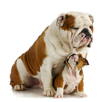 포토 JPG 해외이미지 동물 영어 응시 남자 딸 감정 아들 얼굴 새끼 2 가족 영국 앉기 소년 사람없음 반려동물 반사 쌓기 표현 관찰 입 신용카드 아빠 개 강아지 입술 즐거움 흥분 황소 슛 불독 고립 기르기 동반자 표현성 해외202004 해외포토 문자 시선 유럽 어린이 포유류 관계 모션 사람 신체부위 금융 소 돌봄 파일형식 이미지허브