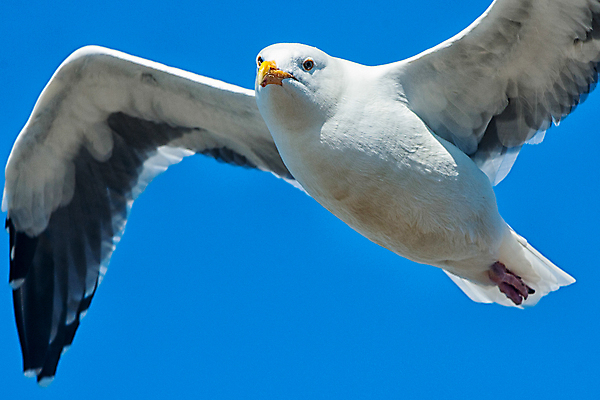 포토 JPG 해외이미지 동물 한마리 야생동물 로우앵글 날개 갈매기 조류 하늘 사람없음 야외 가로 파란색 컬러풀 미국 묘사 부리 캘리포니아 대가리 동물상 샌프란시스코 해외202004 해외포토 1 뷰포인트 컬러 북아메리카 조형물 파일형식 이미지허브