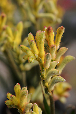 포토 JPG 해외이미지 식물 꽃 잎 자연 사람없음 야외 초록색 노란색 정원 닫기 해외202004 해외포토 컬러 모션 생태계 파일형식 이미지허브