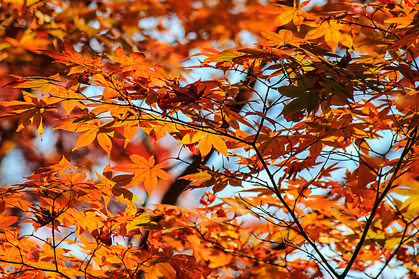 포토 JPG 해외이미지 나무 식물 계절 공원 실루엣 도로 여행 백그라운드 무지개 잎 패턴 자연 하늘 지붕 휴식 풍경 사람없음 빨간색 파란색 빛 컬러풀 햇빛 태양 정원 일본 활발 덮개 가을 나뭇가지 신선 보행로 닫기 숲 그늘 오솔길 강렬 해외202004 해외포토 자연요소 공공시설 아시아 길 컬러 컨셉 무늬 교통시설 모션 촬영기법 뚜껑 생태계 파일형식 이미지허브