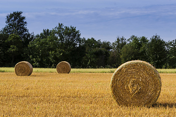 포토 JPG 해외이미지 농업 사람없음 노란색 시골 볏짚 밀 밀짚 해외202004 해외포토 산업 컬러 곡류 짚 파일형식 이미지허브