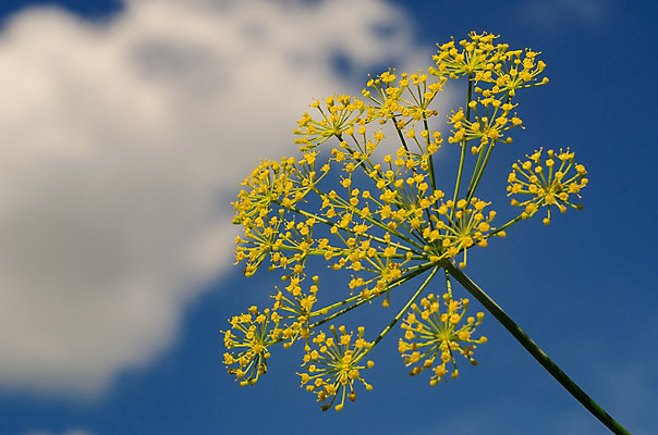 포토 JPG 해외이미지 식물 계절 꽃 음식 줄기 백그라운드 패턴 농업 채소 자연 하늘 건조 건강 요리 씨앗 사람없음 야외 농작물 약 농장 노란색 정원 시골 신선 개화 향신료 묘사 상승 내추럴 딜 해외202004 해외포토 산업 컬러 컨셉 무늬 의학 생태계 향미료 파일형식 이미지허브