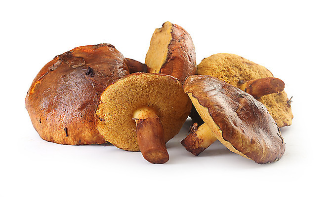 포토 JPG 해외이미지 식물 클리핑패스 음식 자연 사람없음 식사 버섯 날것 버터 흙더미 고립 해외202004 해외포토 흙 생태계 파일형식 더미 이미지허브