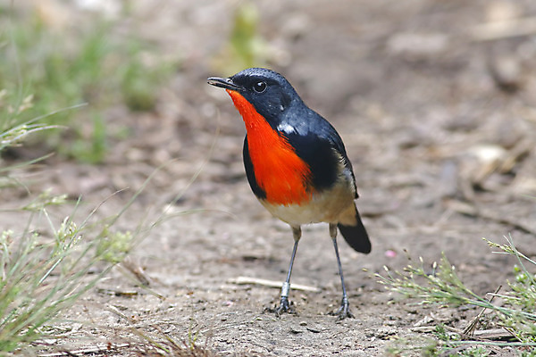 포토 JPG 해외이미지 나무 동물 여자 남자 아시아 얼굴 야생동물 백그라운드 날개 태국 자연 조류 불 사람없음 야외 목재 가로 초록색 컬러풀 머리 환경 나뭇가지 막대기 닫기 숲 깃털 꼬리 부리 서식지 생태학 해외202004 해외포토 자연요소 식물 교육 나라 컬러 재료 모션 사람 신체부위 생태계 파일형식 이미지허브