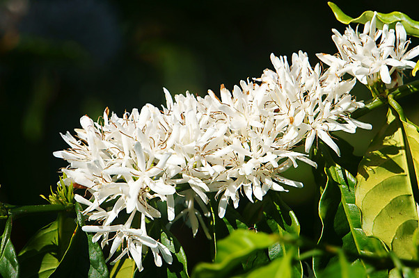 포토 JPG 해외이미지 나무 식물 계절 꽃 아시아 커피 밭 농업 과일 자연 콩 동양인 사람없음 가로 초록색 농작물 농장 농경지 정원 흙 카페 원두 수확 흰색 시골 상품 메인 베트남 내추럴 산악지대 거름 현무암 해외202004 해외포토 나라 산업 음료 컬러 산 곡류 인종 상점 동남아시아 생태계 화산암 파일형식 이미지허브