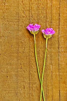 포토 JPG 해외이미지 식물 꽃 줄기 분홍색 백그라운드 2 자연 선물 사람없음 목재 여름 정원 화목 벚꽃 생일 카네이션 상품권 쿠폰 엽서 온실 카피스페이스 해외202004 해외포토 나무 계절 기념일 컬러 컨셉 재료 공백 편지 생태계 파일형식 이미지허브