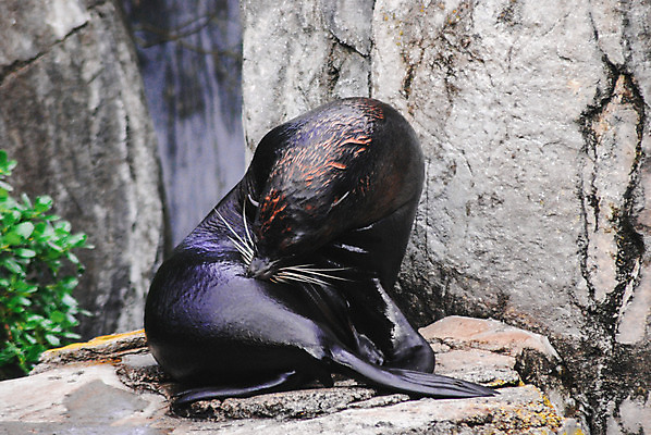 포토 JPG 해외이미지 동물 행복 얼굴 야생동물 바다 백그라운드 포유류 자연 털 동물원 사람없음 물 머리 수영 젖음 사자 물개 수족관 주둥이 해외202004 해외포토 자연요소 감정 신체부위 바다동물 수상스포츠 생태계 파일형식 이미지허브