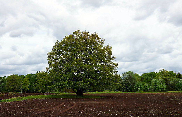 포토 JPG 해외이미지 나무 구름 밭 자연 하늘 풍경 사람없음 야외 초록색 여름 환경 시골 신선 해외202004 해외포토 자연요소 식물 계절 컬러 농업 생태계 파일형식 이미지허브