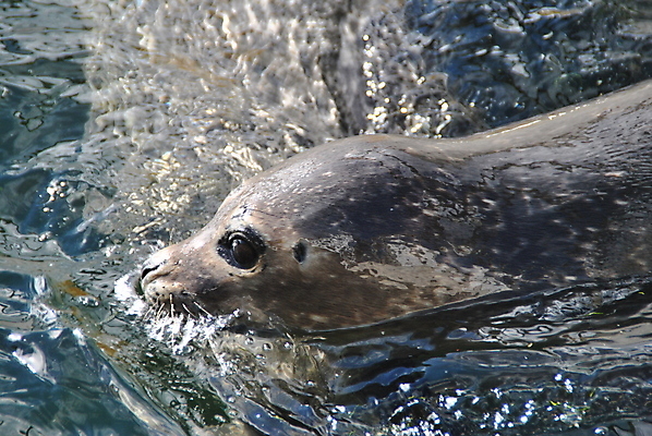 포토 JPG 해외이미지 동물 바다 노르웨이 사람없음 물 물개 해외202004 해외포토 자연요소 유럽 포유류 바다동물 파일형식 이미지허브