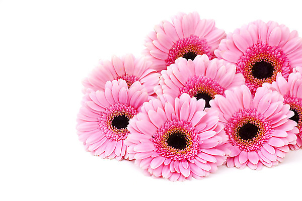 포토 JPG 해외이미지 식물 기념일 꽃잎 꽃 분홍색 꽃다발 백그라운드 잎 꽃무늬 자연 벽지 결혼식 엄마 발렌타인데이 선물 사랑 사람없음 장식 침묵 성장 흰색 축하 신선 생일 개화 다발 기회 데이지 향기 냄새 열정 거베라 카피스페이스 해외202004 해외포토 감정 컬러 결혼 컨셉 무늬 가족 데이이벤트 이벤트 소리 공백 생태계 파일형식 이미지허브