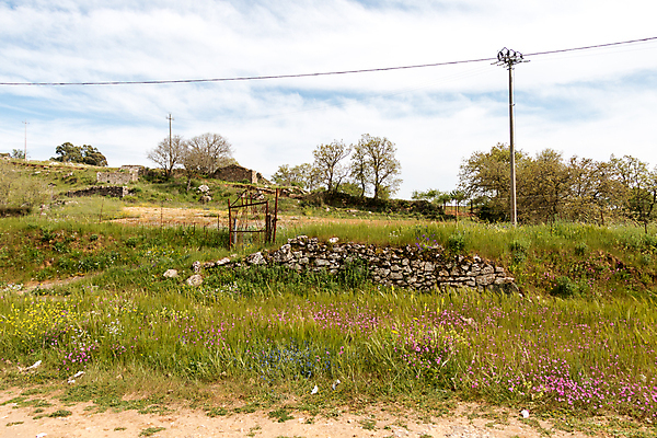 포토 JPG 해외이미지 나무 식물 구름 계절 잎 밭 자연 하늘 날씨 풍경 잔디 사람없음 야외 가로 초록색 여름 파란색 환경 침묵 봄 활발 들꽃 자유 성장 흰색 시골 신선 땅 평야 수평선 부족함 해외202004 해외포토 자연요소 꽃 컬러 컨셉 농업 소리 생태계 파일형식 이미지허브
