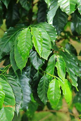 포토 JPG 해외이미지 나무 식물 커피 잎 농업 과일 자연 사람없음 초록색 농작물 농장 성장 신선 유기농 날것 내추럴 밭일 숙성 아라비카 해외202004 해외포토 웰빙 산업 음료 컬러 생태계 파일형식 이미지허브