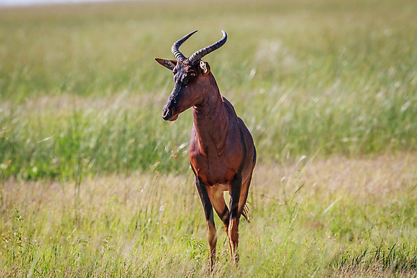 포토 JPG 해외이미지 동물 공원 야생동물 여행 포유류 아프리카 자연 초식동물 뿔 국립공원 종류 사람없음 야외 달러 황무지 보호 사파리 영양 멸종 남쪽 내추럴 남아프리카 동물상 보츠와나 사바나 생태학 전국 해외202004 해외포토 공공시설 교육 나라 컨셉 돈 조형물 방향 생태계 파일형식 이미지허브