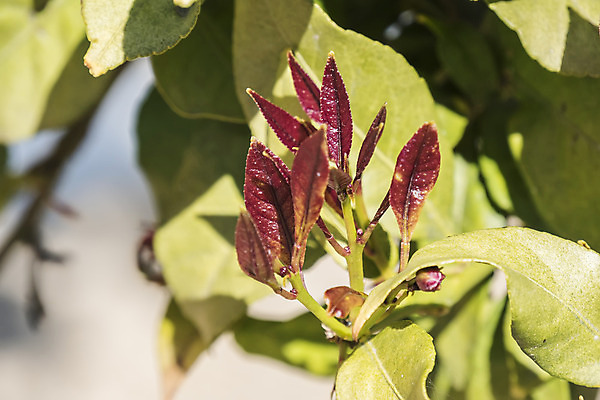 포토 JPG 해외이미지 나무 식물 음식 상징 백그라운드 컨셉 잎 농업 오렌지 자연 새로움 귤 건강 사람없음 초록색 새싹 환경 정원 희망 봄 성장 흰색 나뭇가지 신선 보호 레몬 유기농 원예 내추럴 개발 돌봄 모종 생태학 취급주의 해외202004 해외포토 웰빙 계절 교육 감정 산업 컬러 과일 모션 경고 취미 생태계 파일형식 이미지허브