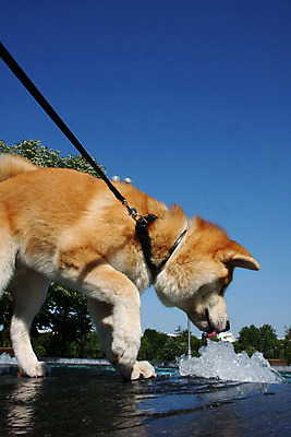 포토 JPG 해외이미지 동물 얼굴 신체 사람없음 야외 물 반려동물 일본 힘 마시기 용기 자신감 개 위험 큼 분수 근육질 고체 기르기 지능 힘찬 해외202004 해외포토 자연요소 그릇 감정 아시아 컨셉 포유류 모션 근육 신체부위 크기 몸매 돌봄 파일형식 이미지허브